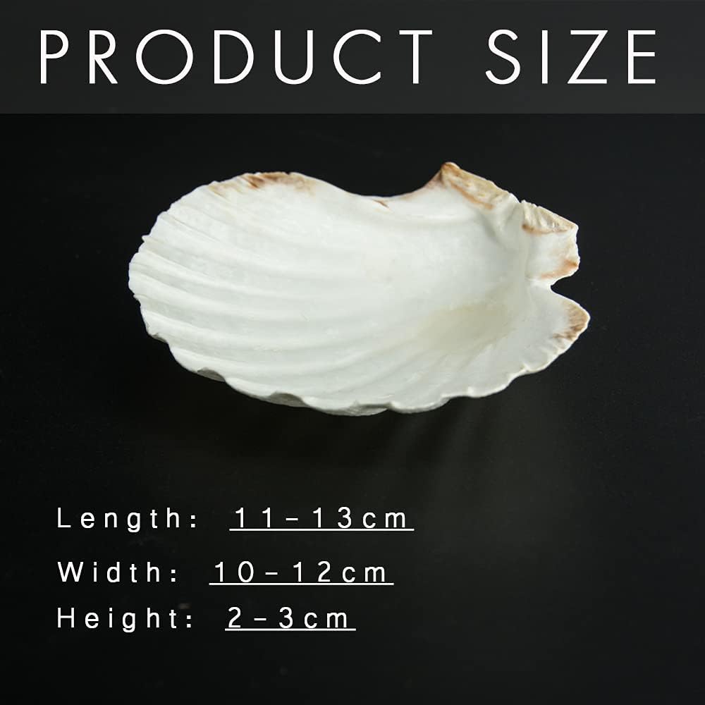 10 PCS 4-5 inch Large Scallop Shells Baking Sea Shells Large Natural White Scallop Shell From Sea Beach For DIY Craft Decor
