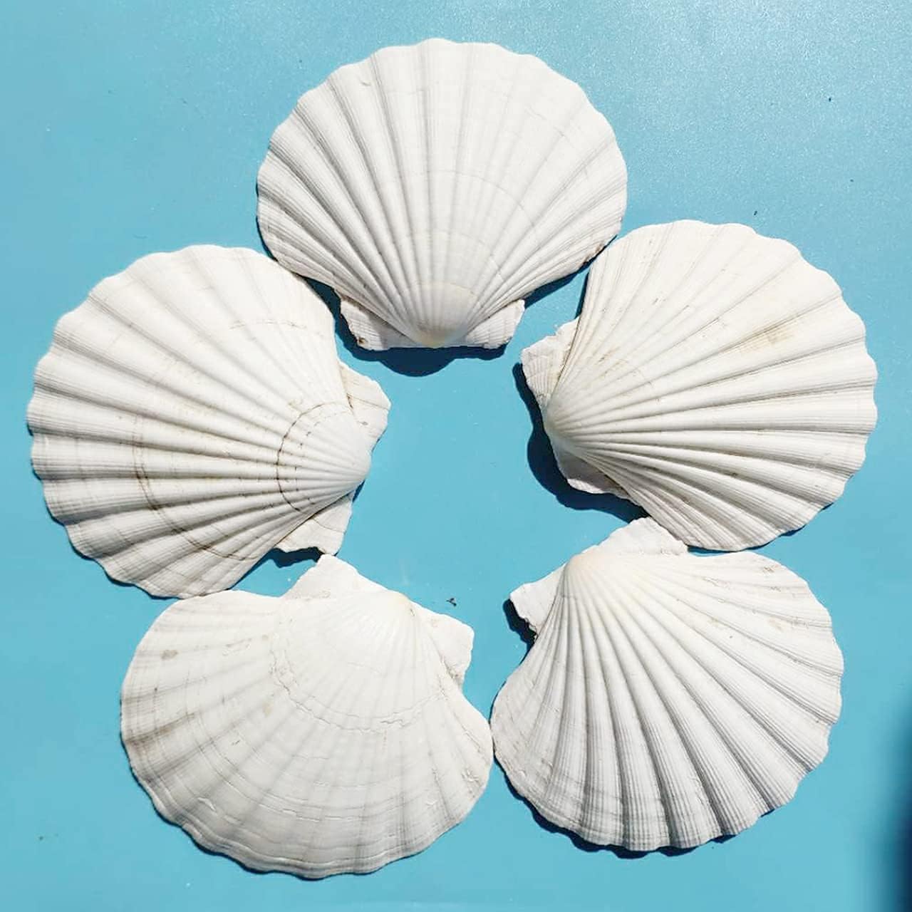 10 PCS 4-5 inch Large Scallop Shells Baking Sea Shells Large Natural White Scallop Shell From Sea Beach For DIY Craft Decor